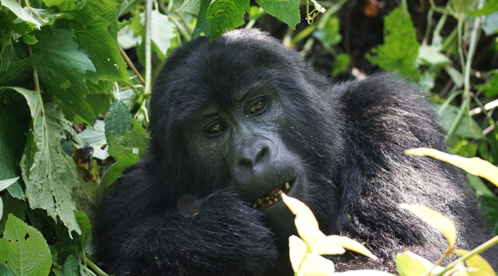 6 Days Bwindi Impenetrable Forest