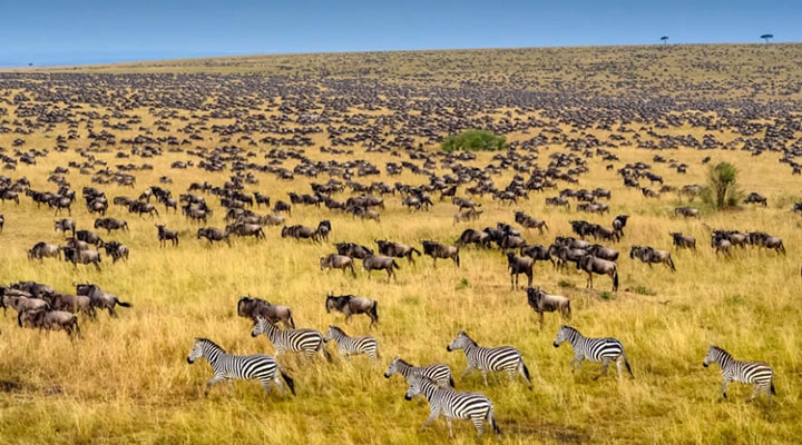 6 Days Masai Maara and Gorilla Trekking