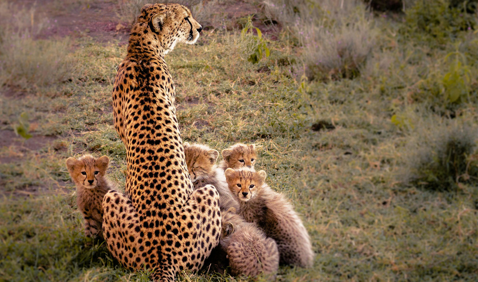  15 days Rwanda, Kenya, Tanzania & Zanzibar