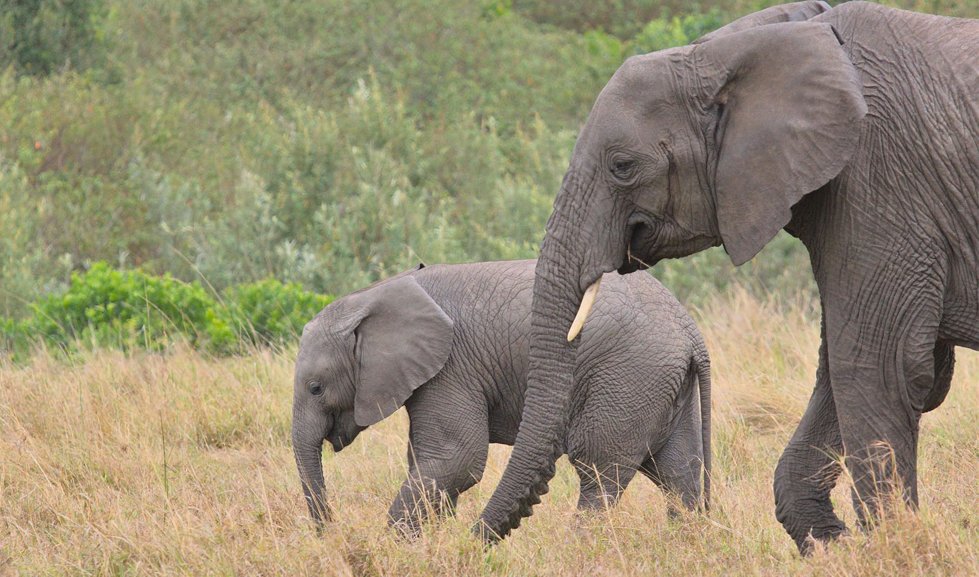 5 days Gorillas and Maasai Mara